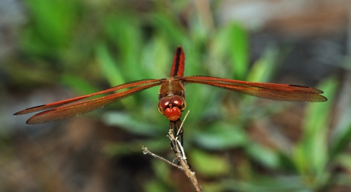 Male
2009_07_12_FL